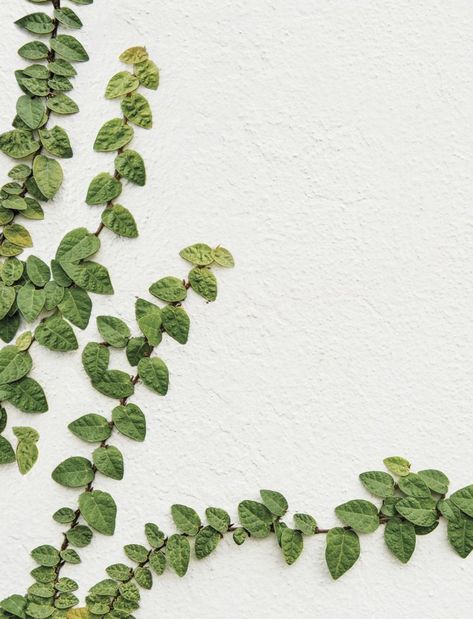 Creeping Fig Ivy Plant Climbers, Creeping Ivy, Creeping Fig, Magnolia Journal, Ficus Pumila, Fall Planters, Front Landscaping, Succulents In Containers, Container Gardening Vegetables