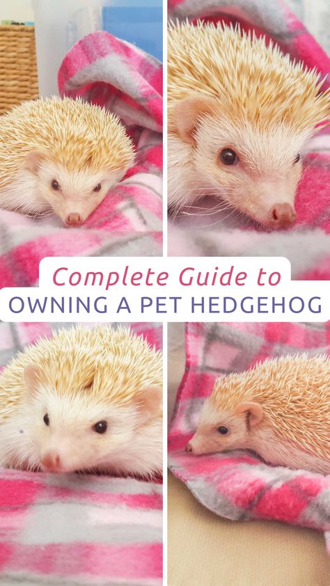 Headchogs Pet, How To Care For A Hedgehog, How To Take Care Of A Hedgehog, Hedgehog Names List, Natural Hedgehog Habitat, Hedge Hog Cage Ideas, Hedgehog Care Tips, Hedgehog Homes Ideas, Hedgehog Care Guide