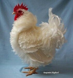 All Frilly Frizzle Chickens, Regnul Animal, Fancy Chickens, Beautiful Chickens, Hen Chicken, Chickens And Roosters, White Chicken, Chicken Breeds, Hens And Chicks