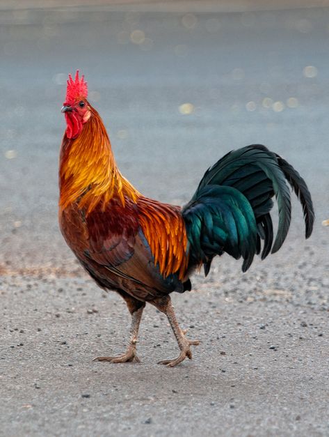 Phoenix Chicken, Cockerel Rooster, Chicken Photos, Bird Painting Acrylic, Colorful Rooster, Animal Aesthetic, Getting A Kitten, Tattoo Animal, Fancy Chickens