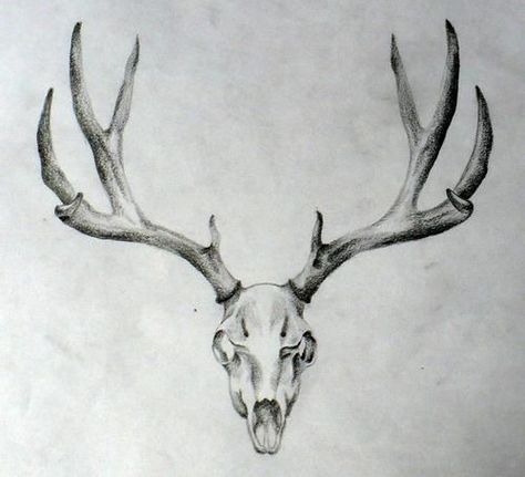 10+ Deer Skull Tattoo Designs On Chest | PetPress Deer Skull Tattoo, Tattoo Crane, Antler Tattoos, Deer Head Tattoo, Elk Tattoo, Antler Tattoo, Deer Skull Tattoos, Deer Tattoo Designs, Hirsch Tattoo