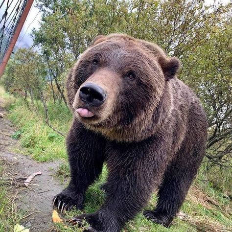 Kodiak Bear, Alaska Wildlife, Brown Bears, Funny Bears, Bear Pictures, Pretty Animals, Bowling Ball, Love Bear, Cute And Cuddly