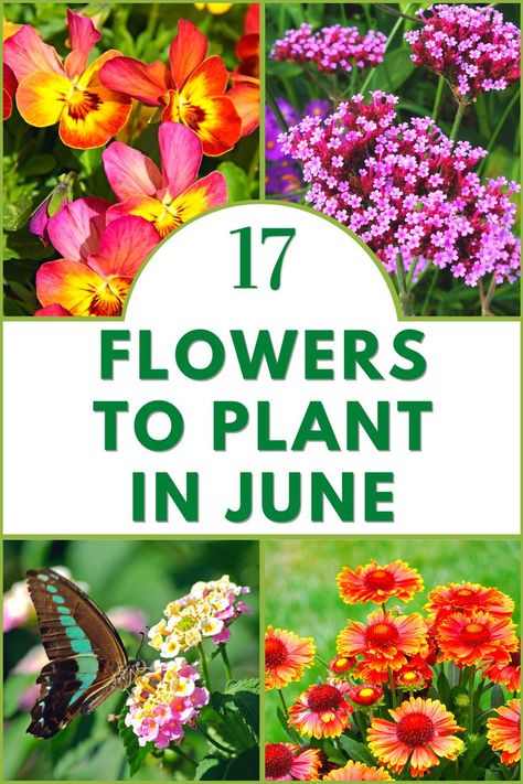 17 Flowers To Plant in June Ideas For Flower Gardens, Come Flower Garden, Summer Planting Flowers, 9b Gardening Zone Flowers, Flowers To Plant In July, Flowers To Plant In Summer, What To Plant In June, Flowers To Plant In Fall, Summer Flower Garden