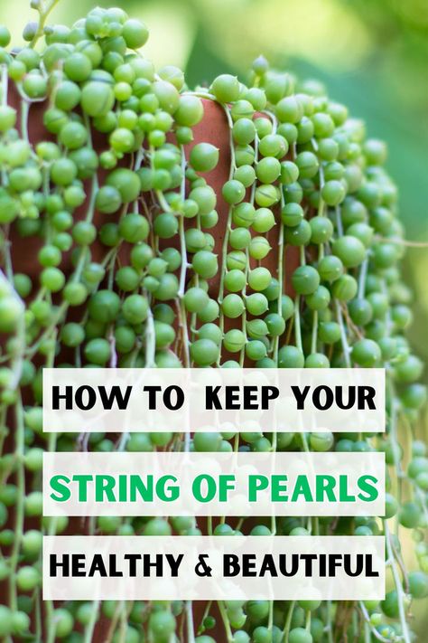 A Beginner's Guide To Growing String Of Pearls, String Of Pearls Care Tips, 
How To Propagate String Of Pearls, String Of Pearls Planting Techniques, 
String Of Pearls Watering Guide, String Of Pearls Sunlight Requirements, 
LSI keywords: Senecio Rowleyanus, Succulent Plant Care, Indoor Planting 
Techniques. Trailing Plants Indoor, Indoor Cactus Plants, Propagation Tips, Indoor Plant Display, Plant Display Ideas, String Of Pearls Plant, Succulent Garden Indoor, Flowering Succulents, Succulent Garden Design