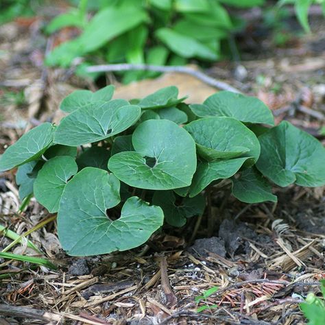 Wild Ginger: An almost perfect groundcover for shady spots, wild ginger features fuzzy, heart-shaped leaves. In late May, peek under the leaves for a glimpse of the hidden burgundy flowers.  Name: Asarum canadense  Growing Conditions: Shade and well-drained soil  Size: To 10 inches tall Gardening Wisconsin, Sidewalk Garden, Best Perennials For Shade, Perennials For Shade, Flowering Shade Plants, Japanese Painted Fern, Deer Resistant Perennials, Garden Shade, Shade Gardening