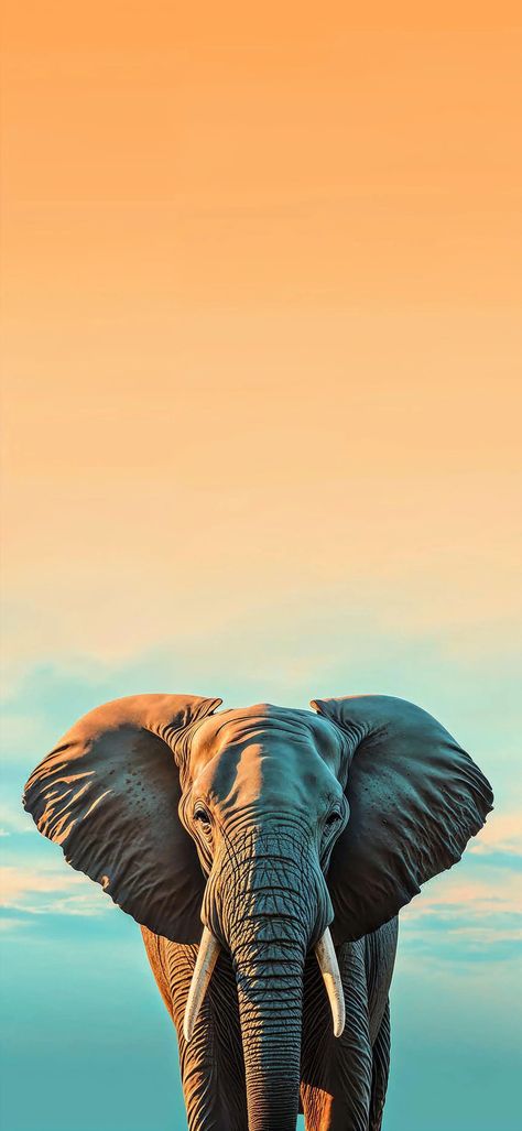 Elephant Wallpaper Iphone, Elephant Iphone Wallpaper, Elephant Wallpaper, Wallpaper For Iphone, Download Background, Abstract Wallpaper, Wallpaper Iphone, Cute Wallpapers, Iphone Wallpaper