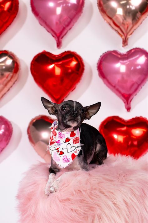 Dog, chihuahua, valentines day, portriate, dog photoshoot Valentines Dog Photoshoot, Dog Valentines Day Photoshoot, Valentine Dog Photo Shoot, Valentines Day Pet Photoshoot, Chihuahua Photoshoot, Valentine’s Day Dog Photo Shoot, Pet Valentines Photography, Christmas Lights Photoshoot, Valentines Dog Pictures