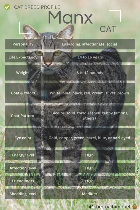 Manx cat breed profile Manx Cat, Cat Personalities, Cat Profile, Warrior Cat Oc, Cat Purr, Cat Oc, Cat Breed, Manx, Kitty Kitty