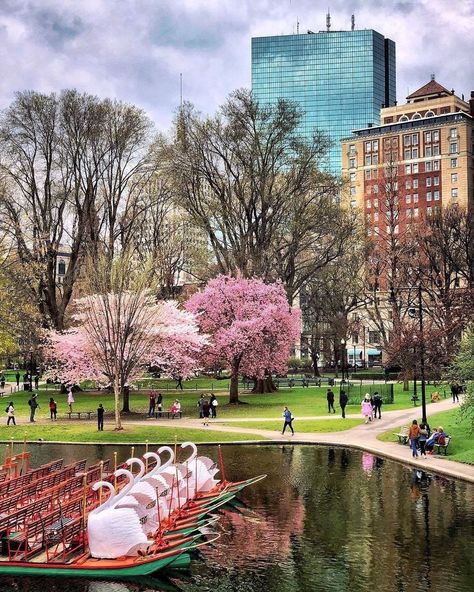 Swan Boats, Boston Garden, Boston Public Garden, Boston Travel, Visiting Nyc, Garden Park, Public Garden, Emerald City, Future City