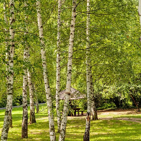 European White Birch, Silver Birch Tree, Green Traffic Light, Betula Pendula, Architectural Plants, Insect Species, Planting Calendar, White Birch Trees, Tree Support