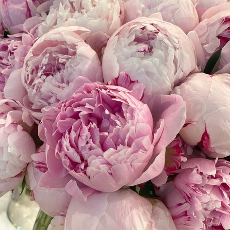 Flowers Peony, Peony Wedding, Nothing But Flowers, Garden Area, Flower Therapy, Peonies Bouquet, Month Flowers, Luxury Flowers, Spring Vibes