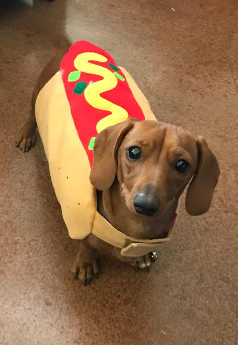 Weenie Dogs Funny, Hot Dog Dog, Halloween Dogs, Goofy Dog, Dog Jokes, Cute Animals Puppies, Very Cute Dogs, Funny Animal Photos, Cute Dog Pictures