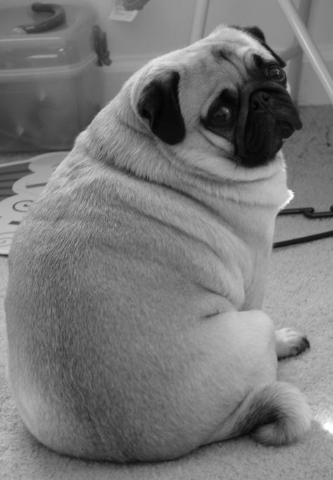 yes I am a fat pug Fat Pug, White Pug, Fat Animals, Cute Pug Puppies, Hello Cute, Pug Mug, Pugs And Kisses, Pug Pictures, Cute Bulldogs