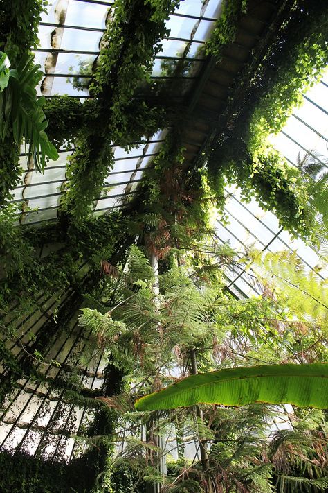 bethhhhardy:   Botanical Gardens - M A D R I D http://bethhhhardy.tumblr.com/ Conservatory Greenhouse, Plants Growing, Greenhouse Gardening, Glass House, Green Aesthetic, Dream Garden, Garden Room, Better Homes And Gardens, Green Plants