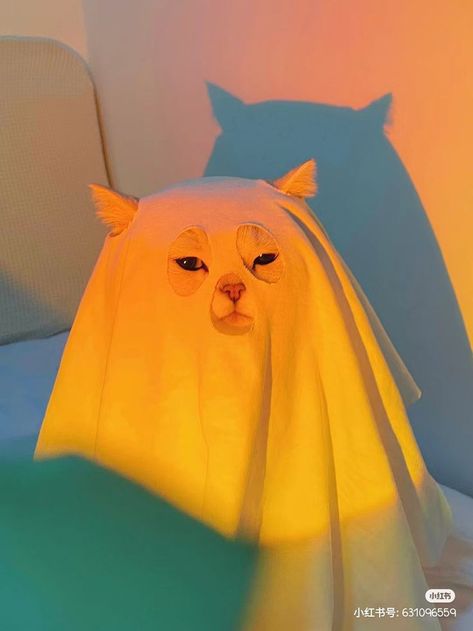 Cat Ghost Wallpaper, Cat Ghost, Cats Photos, Funny Ghost, Silly Cats Pictures, Cute Cats Photos, Ghost Cat, Cat Meme, Funny Cat Pictures