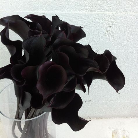 Black Calla Lily, Hair Colour Ideas, Gothic Flowers, Goth Garden, Gothic Garden, Boquette Flowers, Dark Flowers, Nothing But Flowers, Colour Ideas