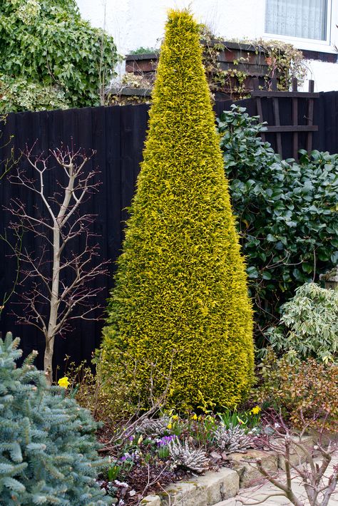 Chamaecyparis lawsoniana 'Stardust' (Lawson cypress 'Stard… | Flickr Lawson Cypress, Chamaecyparis Lawsoniana, Golden Green, Shape And Form, New Growth, Blue T, Early Years, Early Spring, Shades Of Red