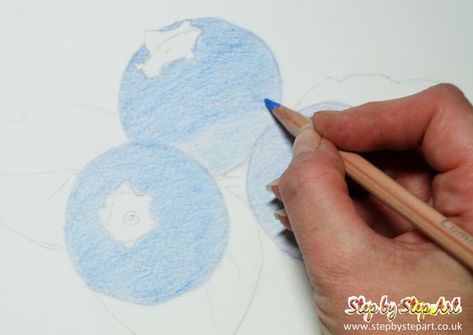 Blueberries Tutorial - Coloured pencils - STEP BY STEP ART Colored Pencil Step By Step, Step By Step Art, Book Drawings, Colored Pencil Tutorial, Pencil Shading, Types Of Fruit, White Pencil, Botanical Illustrations, Book Drawing