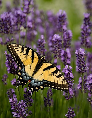 Lavender Butterfly On Lavender, Lavenders Blue Dilly Dilly, Beautiful Insects, Beautiful Wings, Garden Retreat, Open Wings, Butterfly Quotes, Parking Spot, Lovely Lavender