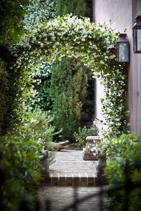 Consejos para trasplantar y reproducir jazmines Charleston Gardens, Courtyard Landscaping, Sitting Areas, Southern Garden, Star Jasmine, Garden Vines, Garden Arches, Garden Arbor, Have Inspiration