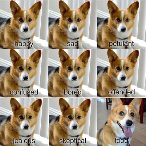 Funny Corgi Pictures, Bad Day At Work, Corgi Stuff, Corgi Dog Breed, Cute Fluffy Puppies, Had A Bad Day, Funny Corgi, Corgi Puppies, Corgi Pictures