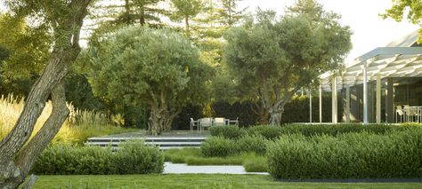 Andrea Cochran, Large Garden, Mediterranean Garden, Sustainable Garden, Native Garden, Landscaping Tips, Courtyard Garden, Landscaping Plants, Landscape Projects