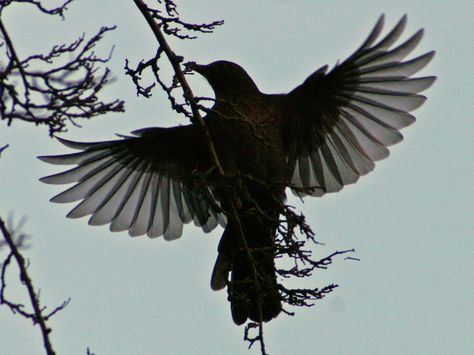 blackbird silhouette for "take these broken wings and learn to fly" tattoo Blackbird Song, Fly Drawing, Black Bird Tattoo, Broken Wings, Crows Ravens, Black Wings, Birds Tattoo, Hippie Art, Blackbird