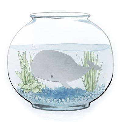 Whale Fish In A Bowl, A Bowl, Fish, Bowl, Water, Plants, White