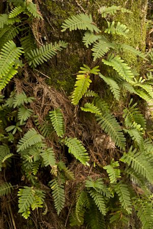 Pleopeltis polypodioides var. michauxiana (Resurrection fern) Wedding Garden Decorations, Bird Habitat, Resurrection Garden, Garden Wedding Dress, Resurrection Fern, Patio Gardens, Pictures Flowers, Planters Garden, Shady Tree