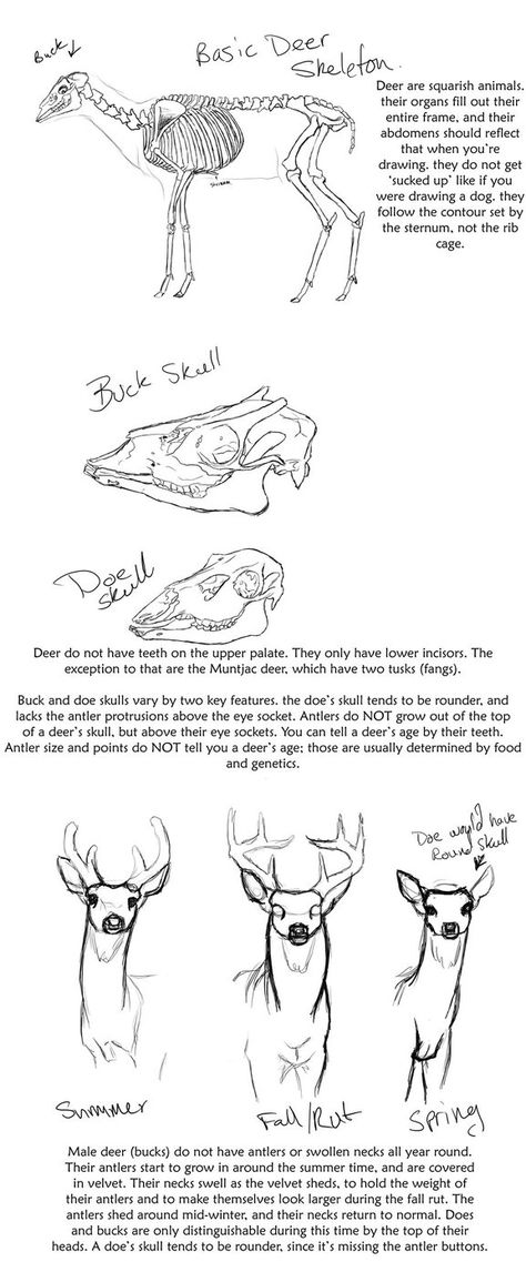 Deer Anatomy, Cartoon Tutorial, Deer Drawing, Anatomy Tutorial, Drawing Cartoon Characters, Deer Art, Anatomy Drawing, Anatomy Reference, Animal Sketches