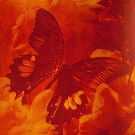 Butterfly Orange Aesthetic, Blister In The Sun, Orange Widget, Orange Stuff, Orange Aura, Orange Icons:), Color Vibe, Mermaid Aesthetic, Iphone Wallpaper App