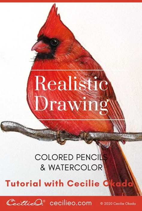 Cardinal Sketch, Drawing With Colored Pencils, Bird Sketches, Colored Pencil Drawing Tutorial, Cardinal Birds Art, Cardinal Watercolor, Bird Painting Acrylic, Cardinal Painting, Watercolor Pencil Art