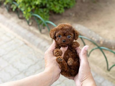 Micro Poodle for sale - Tiny Teacup Poodle for adoption Micro Puppies, Micro Teacup Poodle, Bobbed Haircuts, Micro Poodle, Teacup Poodles For Sale, Toy Poodles For Sale, Tiny Toy Poodle, Teacup Poodle Puppies, Micro Teacup Puppies