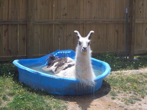 The petting zoo tells you not to punch the llamas. There's a reason they had to put up a sign. Big Pools, Baby Pool, Llama Drama, Llama Alpaca, Kiddie Pool, In The Pool, Keep Cool, An Animal, Animals Friends