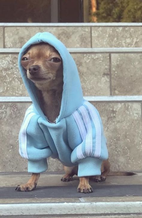 Funny Animal Photos Hilarious, Dog In Hoodie, Funny Chihuahua Pictures, Dog Wearing Clothes, Silly Animal Pictures, Funny Dog Faces, Really Cute Puppies, Cool Dog, Funny Animal Photos