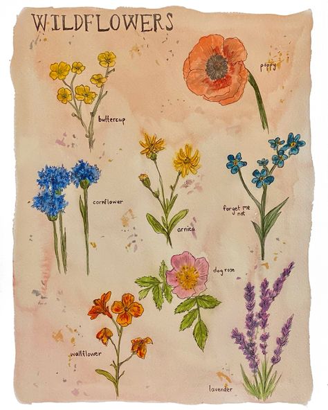 Boho Wildflower Chart Art Print, Wildflower Watercolor Art Print is a print of a my hand drawn, bohemian watercolor painting featuring a variety of wildflowers including their names. (includes: buttercup, cornflower, wallflower, arnica, dog rose, lavender, poppy, forget me not) It is printed on a cold press, watercolor textured paper. Acid free, archival, and very sturdy with a matte finish. They are quickly shipped in both a plastic protective sleeve and a rigid mailer to ensure its safety duri Wildflower Chart, Bohemian Watercolor, Wildflower Watercolor, Wildflower Photo, Boho Wildflower, Dog Rose, Watercolor Wildflowers, Rose Lavender, Flower Meanings