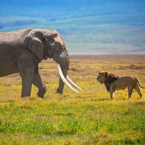 African Life, Elephants Photos, Animal Conservation, Save The Elephants, Safari Tour, Unusual Animals, Wildlife Photos, Face To Face, African Elephant