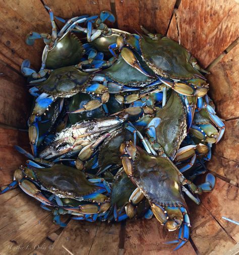 Chesapeake Blue Claw Crabs Blue Claw Crab, Blue Crabs, Painting Reference, Beautiful Sea Creatures, Photography Styles, Blue Crab, Chesapeake Bay, Beautiful Sea, Reference Poses