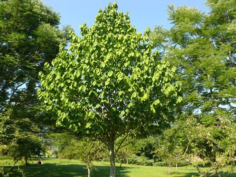 How to grow a pawpaw tree Pawpaw Tree, Paw Paw Tree, Vermont Farms, Types Of Shrubs, Front Yard Plants, Farmhouse Landscaping, Paw Paw, Garden Planner, Pollinator Garden