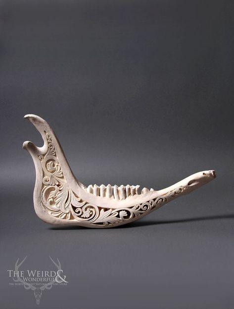 Jawbone Art, Cow Bone Art, Bone Carving Patterns, Jaw Bone Art, Carved Skulls, Painted Jaw Bone, Cow Jaw Bone Art, Animal Skull Carving, Deer Jaw Bone Art