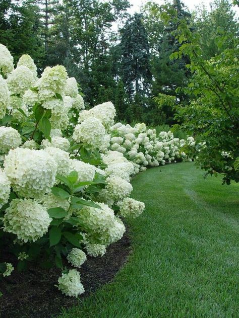 Beautiful white hydrangea border. Labor Junction / Home Improvement / House Projects / Garden / Outdoor / House Remodels / www.laborjunction.com Peaceful Green, Perennial Gardens, Cheap Landscaping Ideas, Pinterest Garden, Shade Gardens, Hydrangea Garden, Moon Garden, Landscape Garden, White Garden