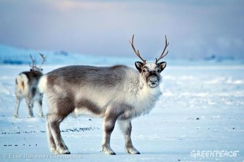 Deer Cosplay, Coolest Animals, Svalbard Reindeer, Save The Arctic, Albino Animals, Wild Animals Pictures, Animal Anatomy, Animals Pictures, Animal Habitats