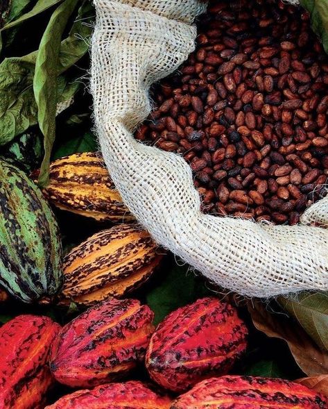 Cacao Fruit, Dark Chocolate Benefits, Brazilian Coffee, Cacao Chocolate, Cocoa Beans, Gluten Free Egg Free, Cacao Beans, Premium Chocolate, Cocoa Seeds