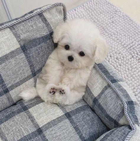 Cute Fluffy Puppies, Maltipoo Puppy, Cute Animal Memes, Fluffy Puppies, 강아지 그림, Very Cute Dogs, Funny Animal Photos, Bear Dog, Maltese Puppy