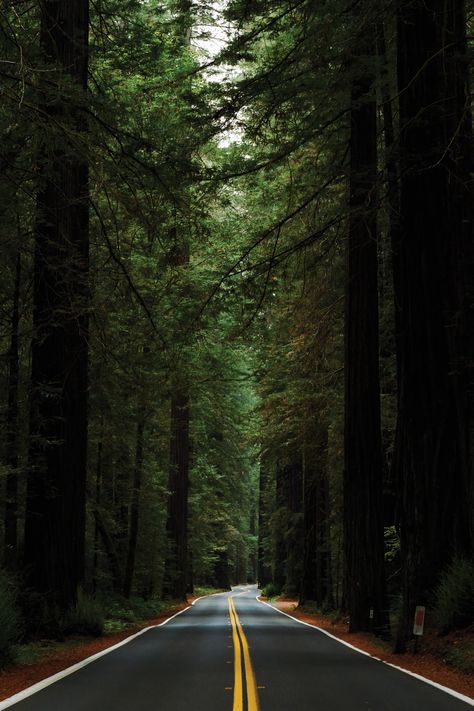 Ancient Redwoods, Empty Beaches, and Foraged Fine Dining on California's Northern Coast | Condé Nast Traveler Nature, Avenue Of The Giants, Northern California Travel, Creative Home Decor Ideas, Creator Of The Universe, Redwood National Park, Forest Canopy, Discover Your Style, Redwood Tree