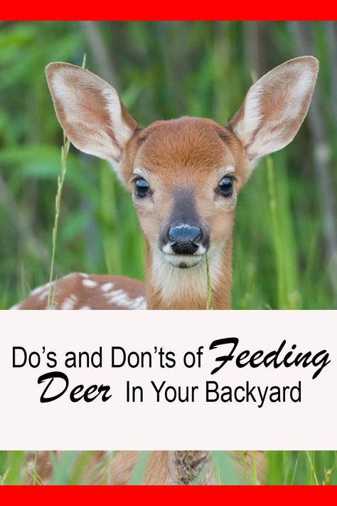 How To Attract Deer To Your Yard, What To Feed Deer, Attract Deer To Your Yard, How To Attract Deer, Homemade Deer Feed, Deer Feeder Ideas, Deer Corn Feeder, Deer Feeder Plans, Wildlife Crafts