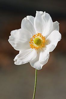 Anenome Flower, Anemone Hupehensis, Japanese Anemone, Spring Wedding Flowers, Anemone Flower, Beautiful Flowers Garden, Herbaceous Perennials, Plant Species, Flowering Trees