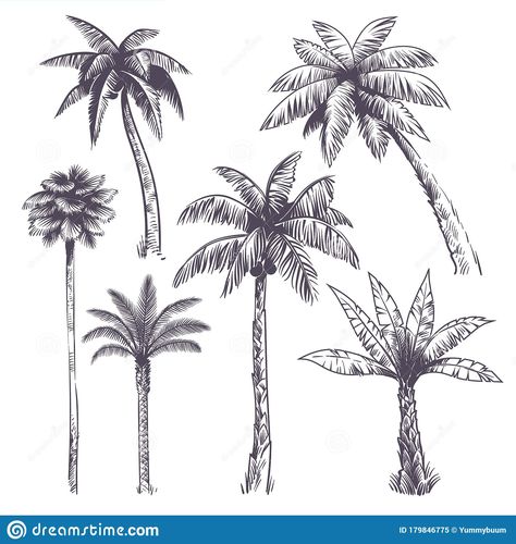 Illustration about Sketch palm tree. Hand drawn tropical coconut palm trees, africans plants. Hawaii summer vacation engraving drawing vector isolated jungle set. Illustration of garden, branches, hand - 179846775 Coconut Tree Drawing, Palm Tree Sketch, Palm Tree Drawing, Palm Tree Vector, African Plants, Coconut Palm Tree, Tree Sketches, Plant Vector, Tropical Tree