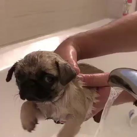 Just swimmin Pug Gifs, New Puppy Checklist, Dog Selfie, Puppy Lover, Pugs Funny, Older Dogs, Pug Lover, Retriever Puppy, Pug Love