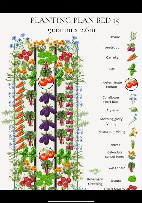 Farmette Ideas, Chefs Garden, Plan Potager, Planting Layout, Companion Planting Vegetables, Side Yard Landscaping, Blue Berries, Vegetable Garden Planning, Red Pear